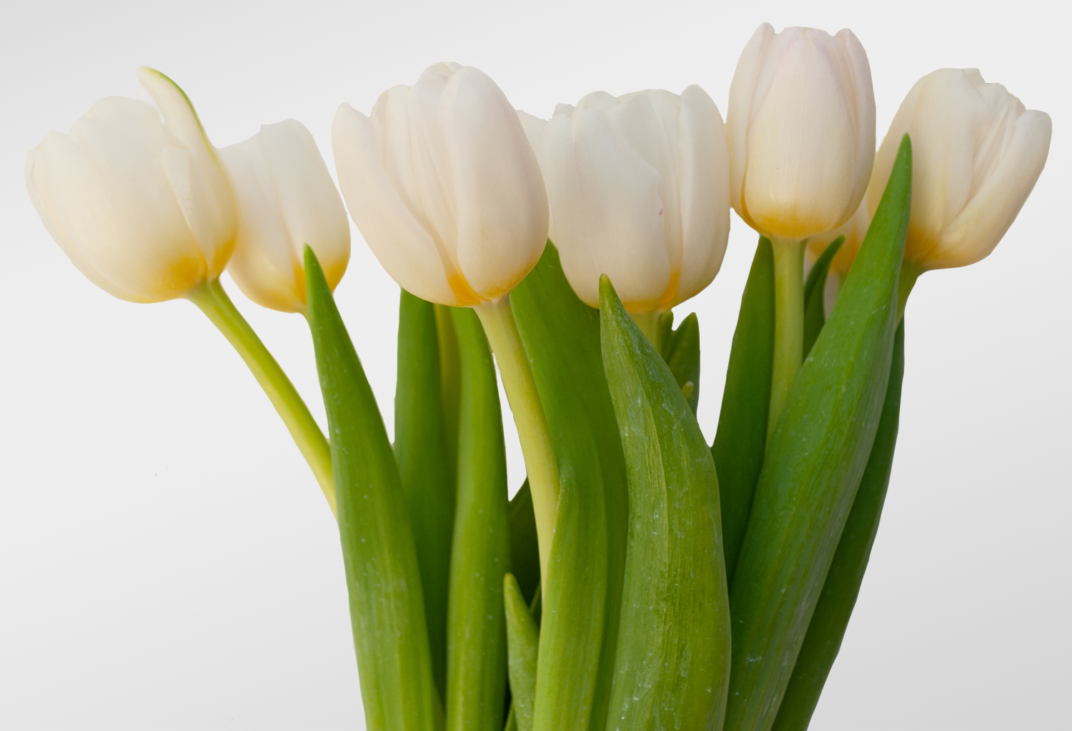 Tulipán Blanco | | Invernaderos de Zitácuaro